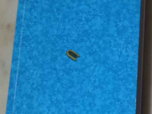 Booker prize Small Boar