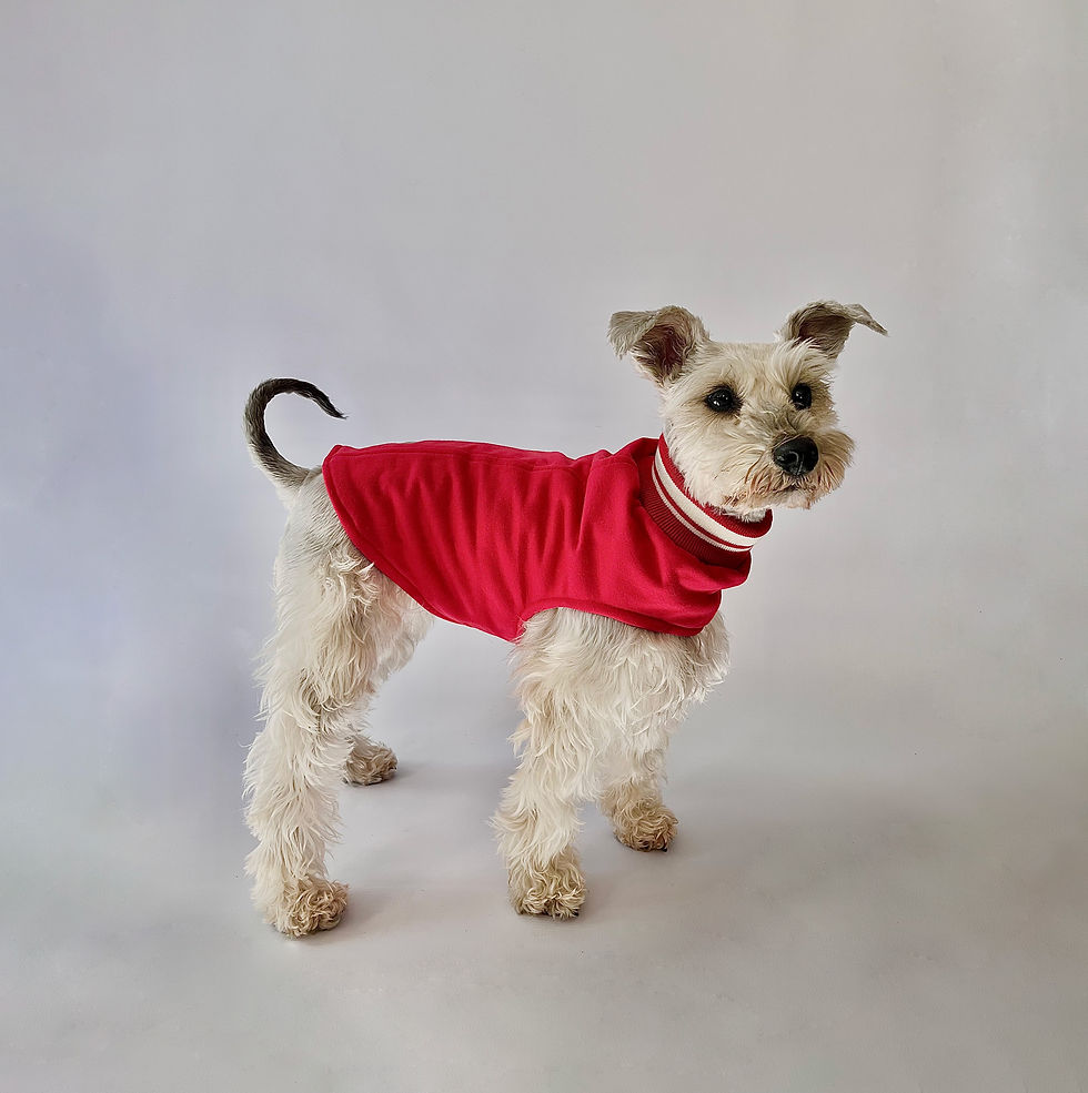 Thumbnail: Red Duality Dog Sweater