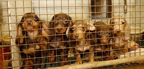 Image of several puppies crowded in a crate