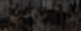 Image of several dogs being caged as part of a puppy mill