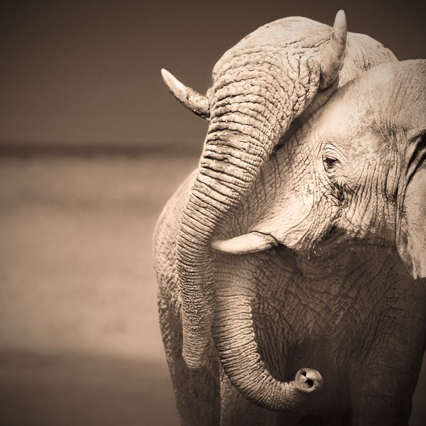 Capsule BIEN-ETRE méditation de lien