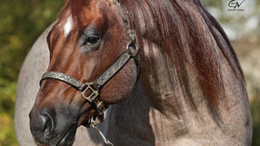 A foto perfeita do seu cavalo