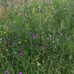 Bloemenweide laag.jpg