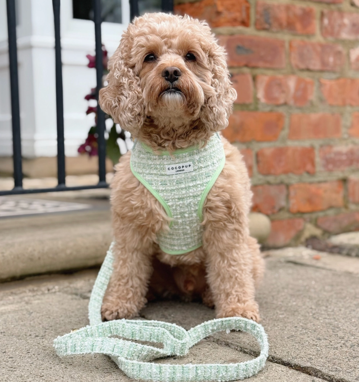 Harnais Cocopup London