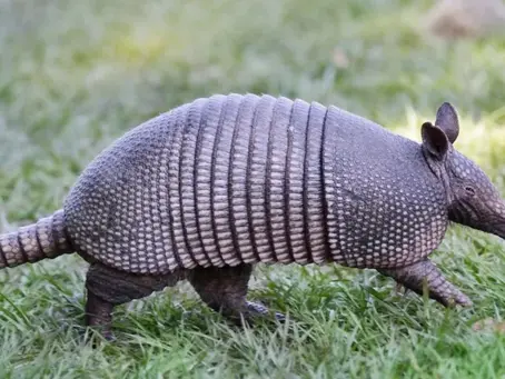 Protecting Your Arlington, Texas Lawn from Wild Animals and Varmints