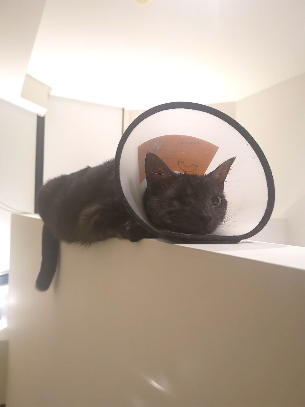 Shadow the Cat