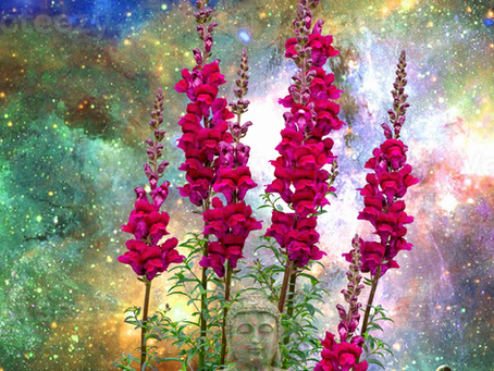 There are moments when we are called to return, not outward in search of something new, but inward, toward something ancient that has always lived within us. In this returning, we begin to remember that healing is not separate from nature. It is nature.