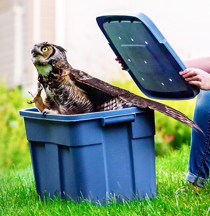 owl-release-Samantha Ward.jpeg