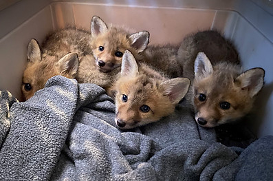 fox-babies1.jpg