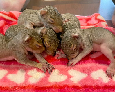 squirrel-hearts.jpeg