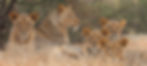 3J7A0049_edited_edited.jpg