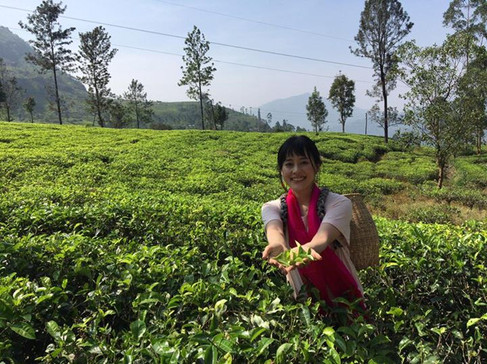 スリランカの茶園にて。茶摘み体験を。