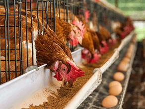 Ghana’s Poultry Industry Urges National Rescue Plan Amid Import Crisis