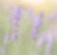 Lavander_edited.jpg