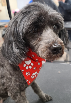 Screen Shot 2022-01-07 at 2.48.12 PM.png