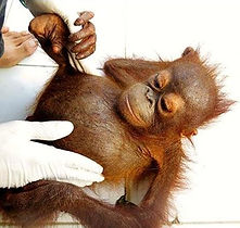 baby orangutan