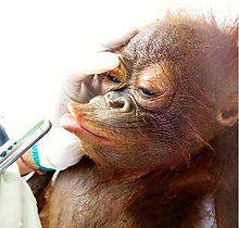 baby orangutan