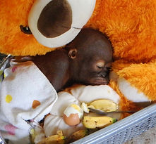 baby orangutan
