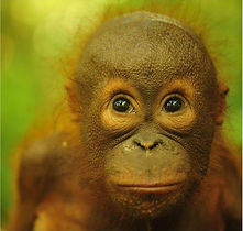 baby orangutan
