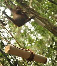 baby orangutan