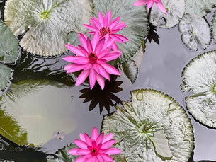 Pink Water Lilies in Bloom 🌸