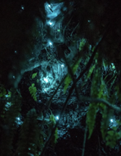 A photo of a forest at night