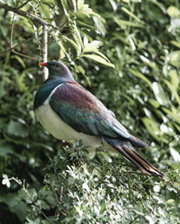 A photo of a bird