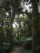 A photo of a forest