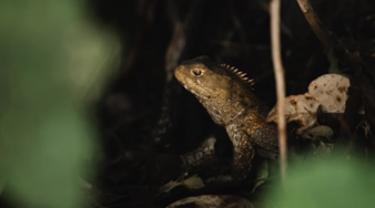 A photo of a lizard