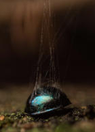 A photo of an insect