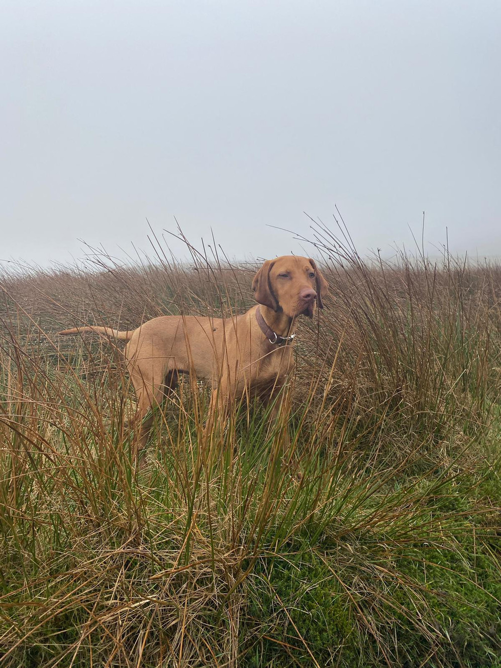 Hungarian Vizsla Stud Dog UK North West