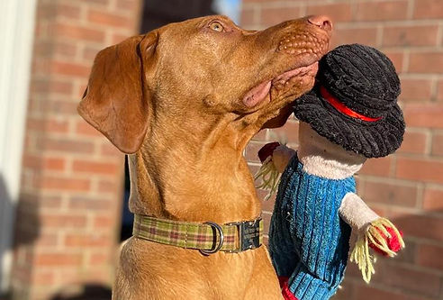 Jep the hungarian vizsla toy.jpeg