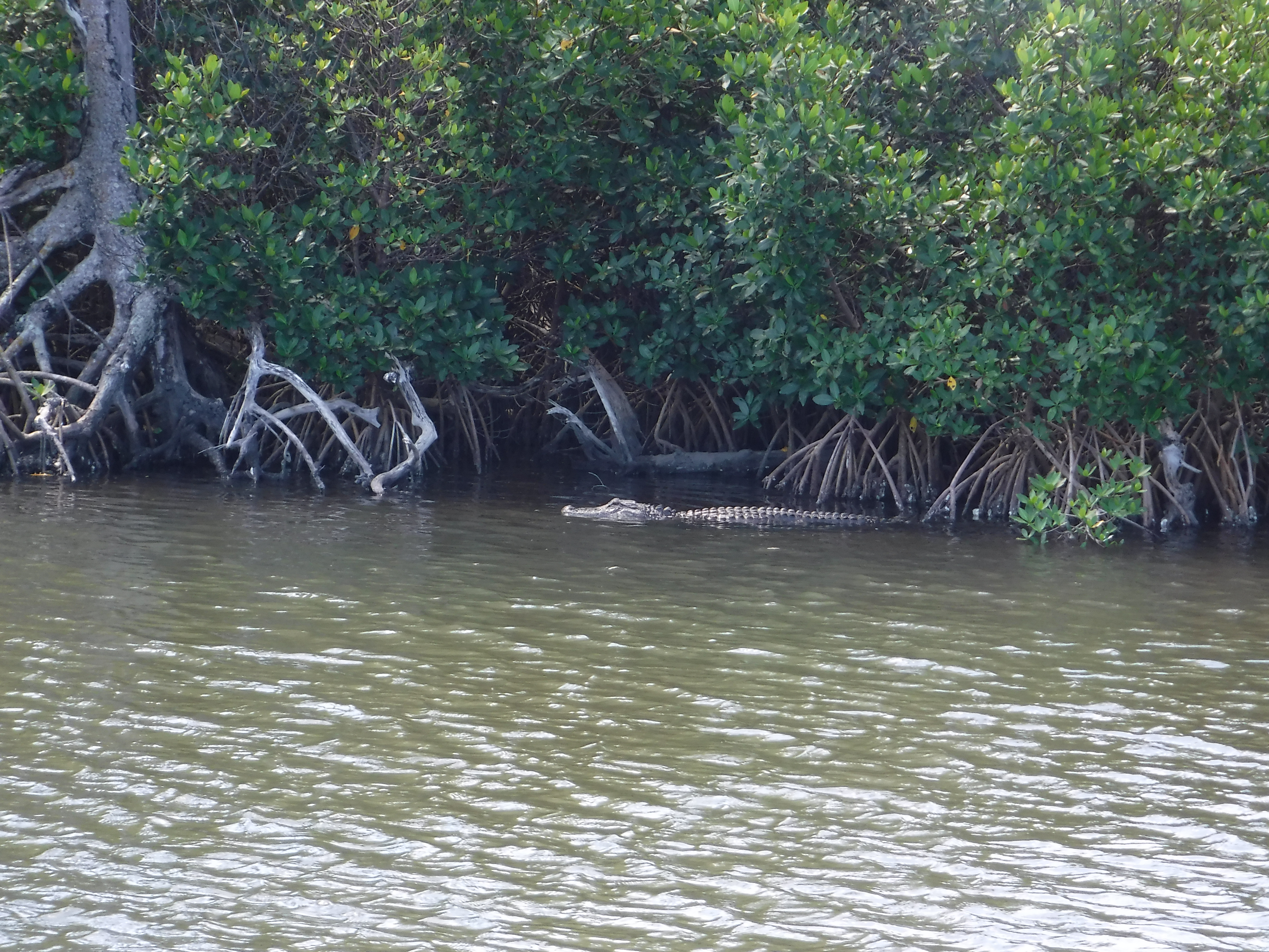 Found us an Alligator