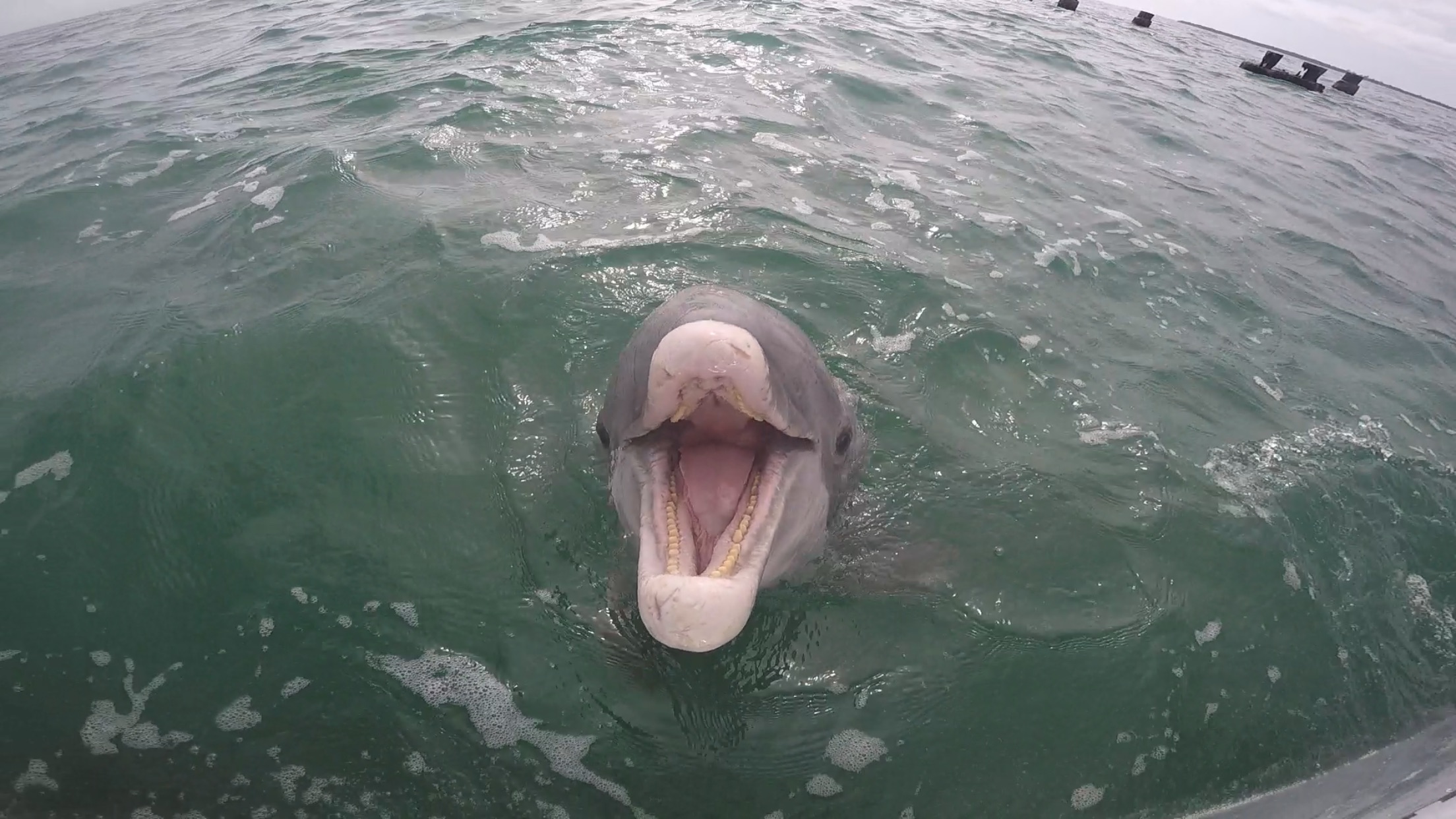 Ms. Dolphin