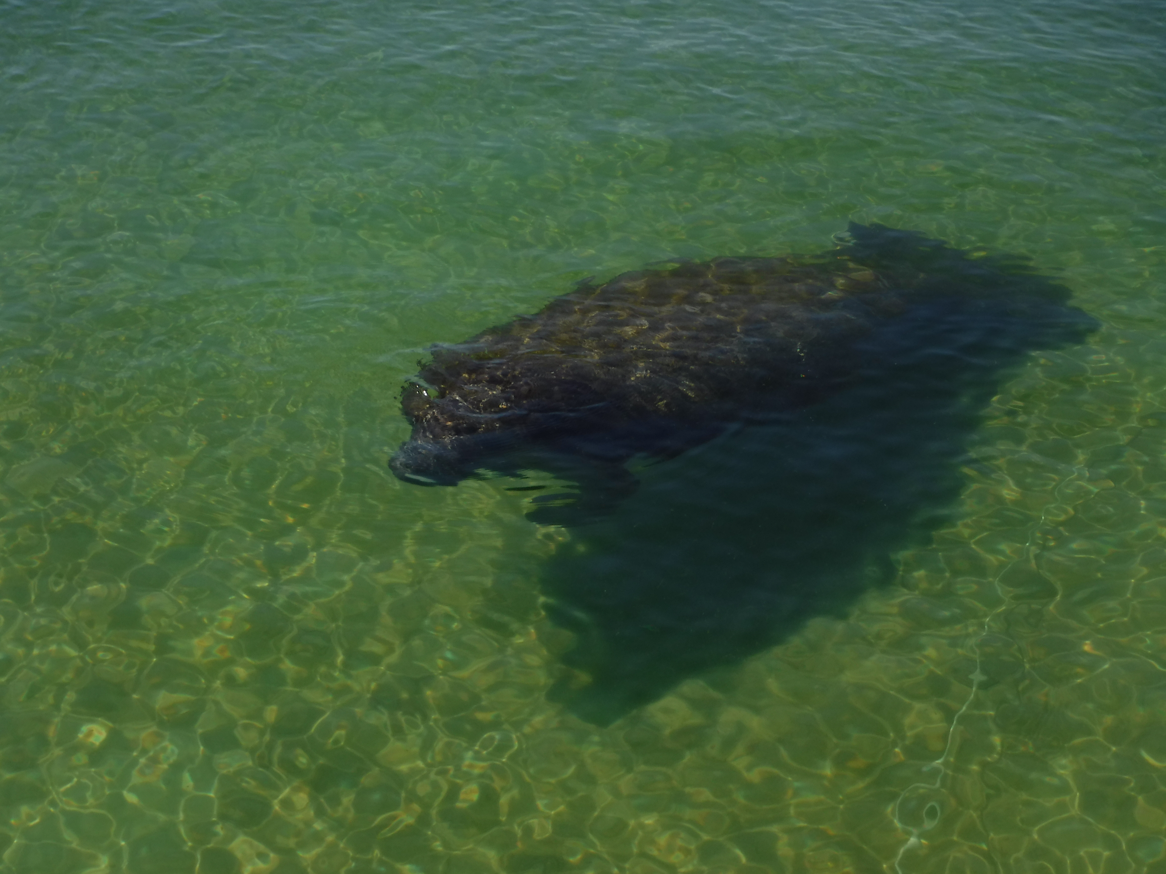 Manatee