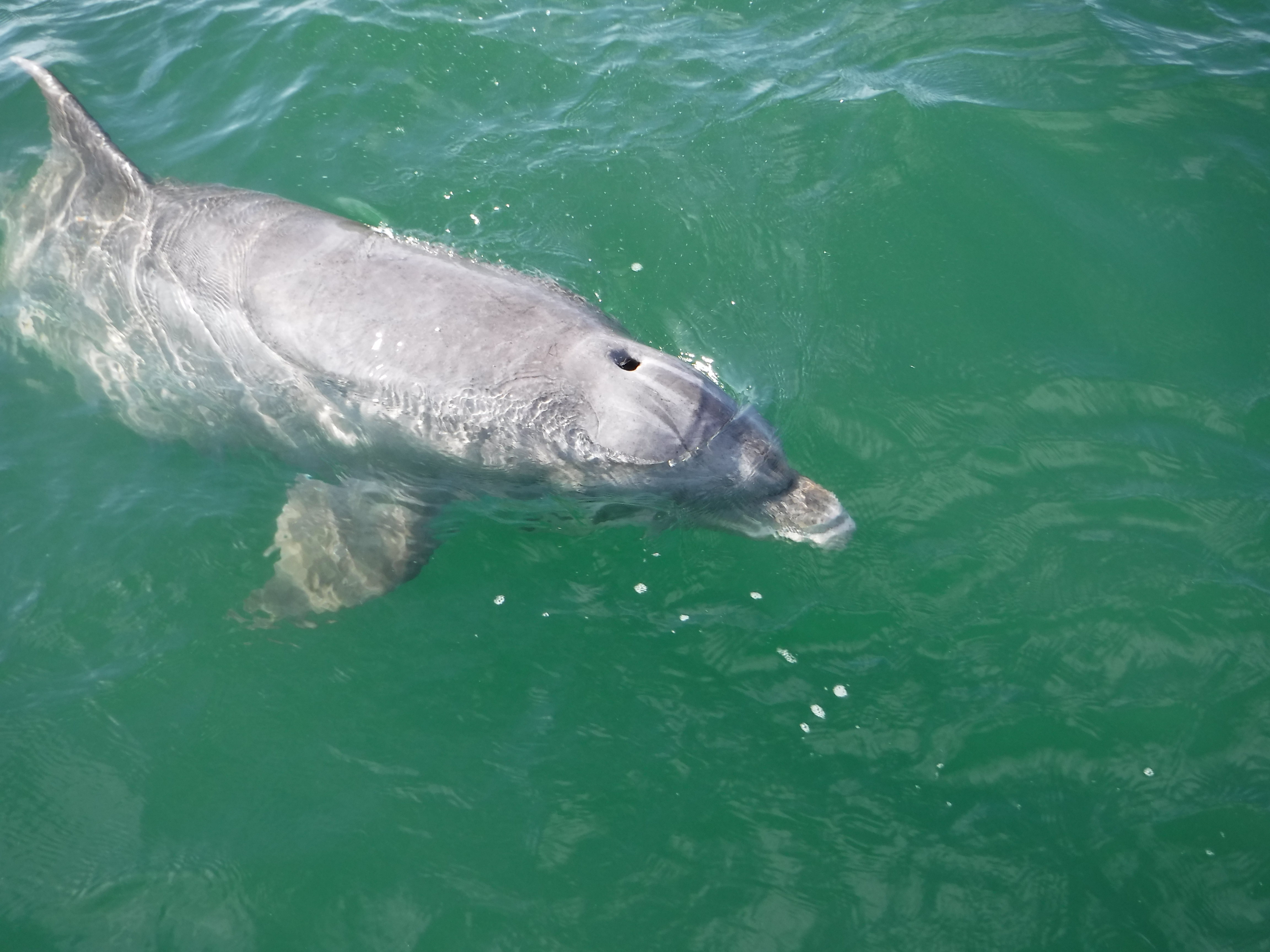Dolphin