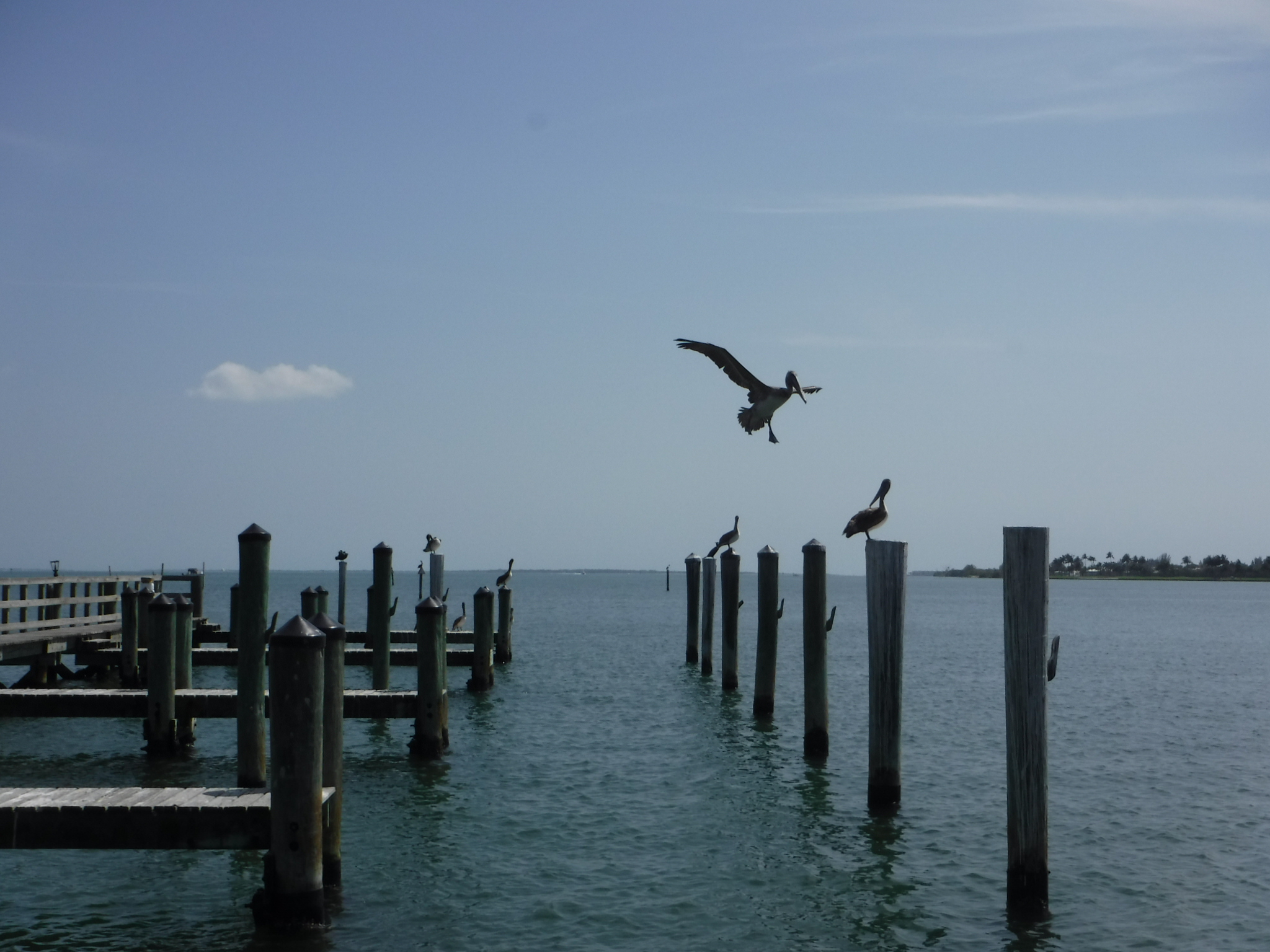 Pelican Landing