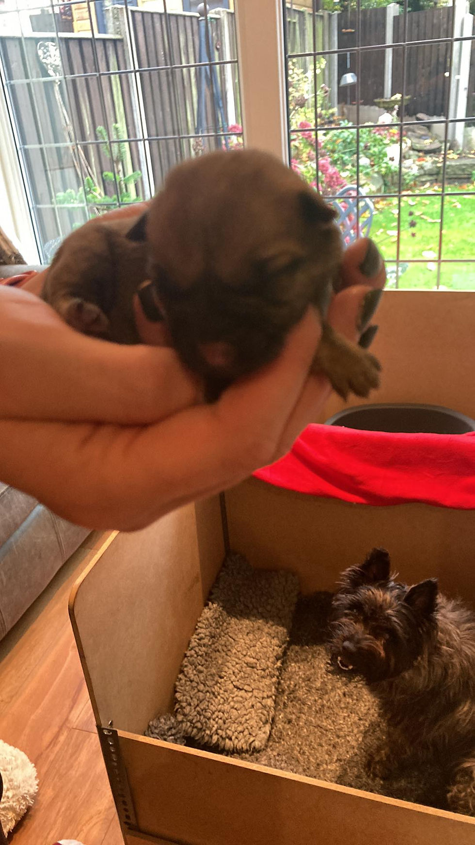 Ruby & Harley's Babies Arrive. 