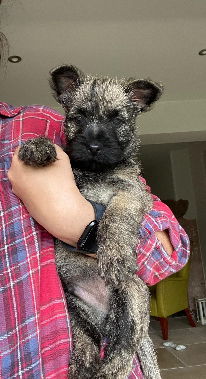 Puppies in New Homes