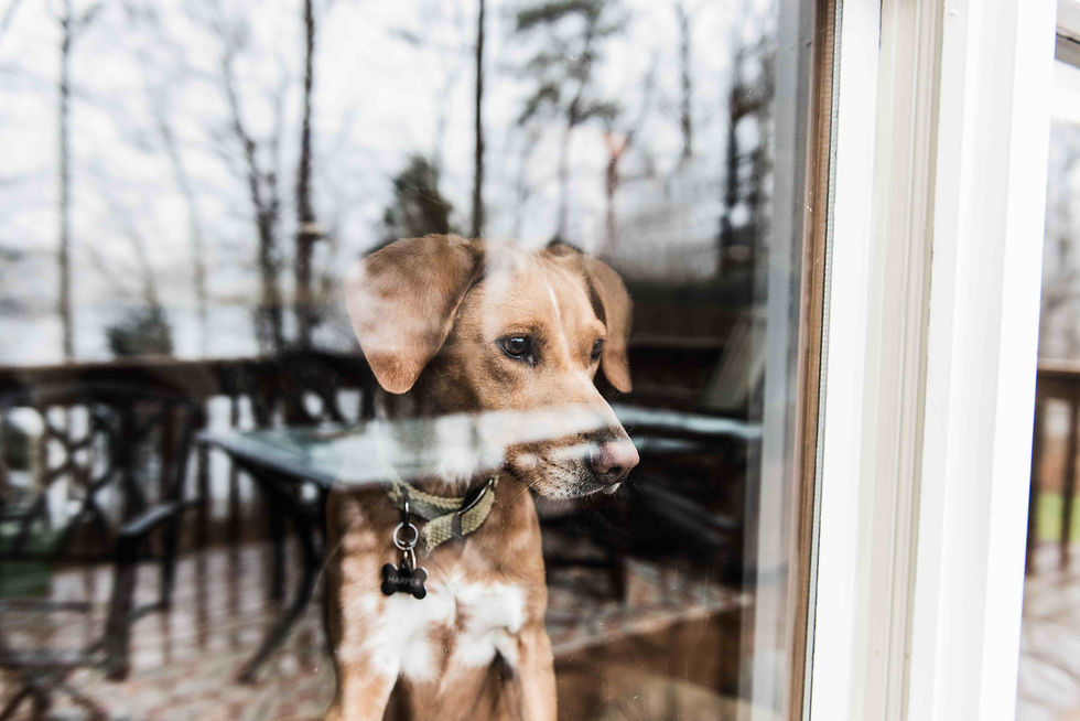Dog in the winter and wants to walk