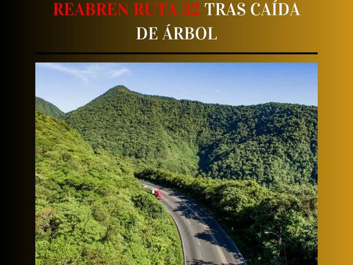 Reabren Ruta 32 tras caída de árbol