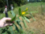 Organic farmer on farm in Savannah, Georgia