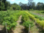 Organic peppers growing in Savannah, GA