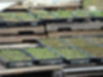 Seed Trays