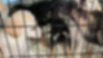 Thumbnail: Tail Waggers Club Membership