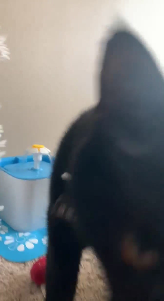 Thumbnail: Tail Waggers Club Membership