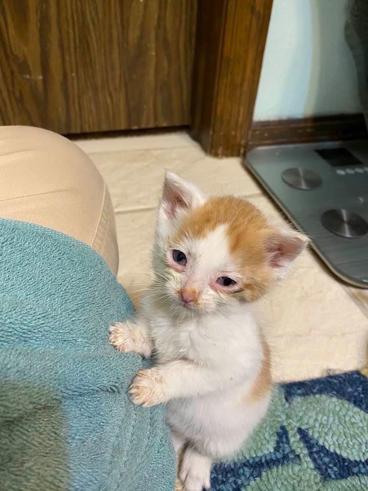 peanuts small animal rescue