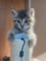 Cute Cat 4