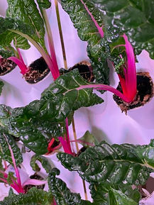 gmh-agrocapsules-22-wall-1-400x533.jpg