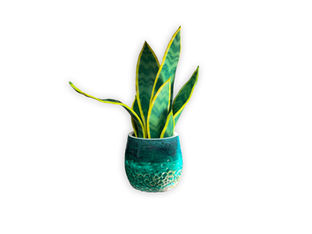SNAKE PLANT LEAF TUTORIAL • Eduardo Farillo